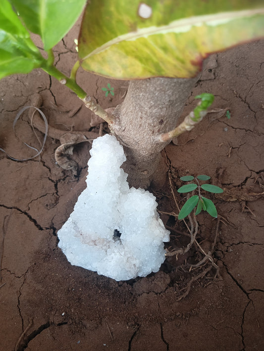 Nature's Whisper in White