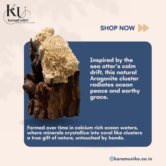 Karam Sea Otter Radiance