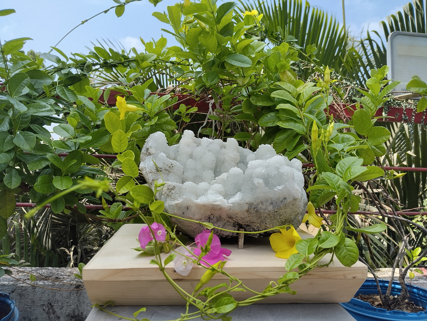 Crystal Blossom Heaven (Apophyllite Tube Matrix)