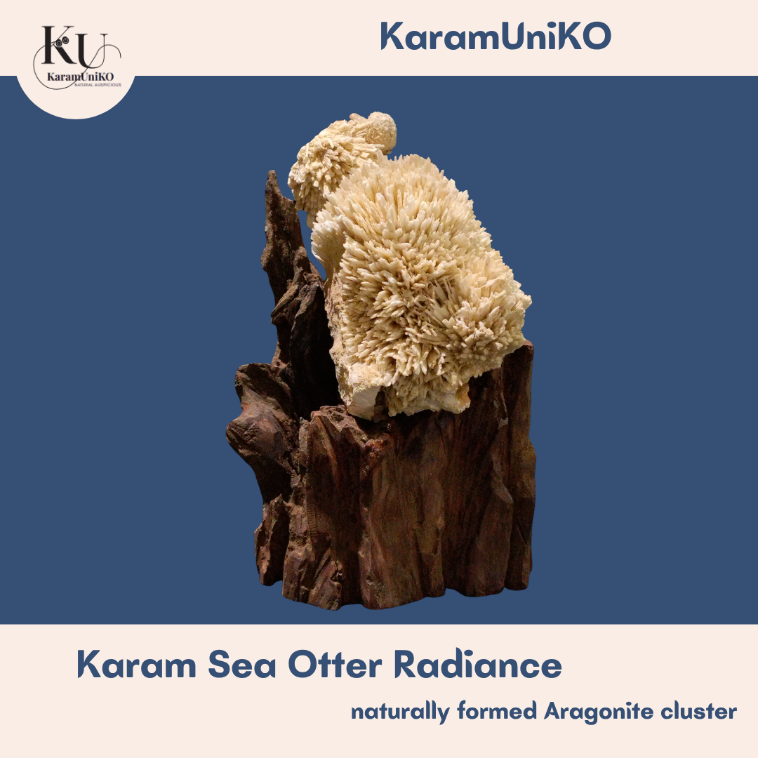 Karam Sea Otter Radiance