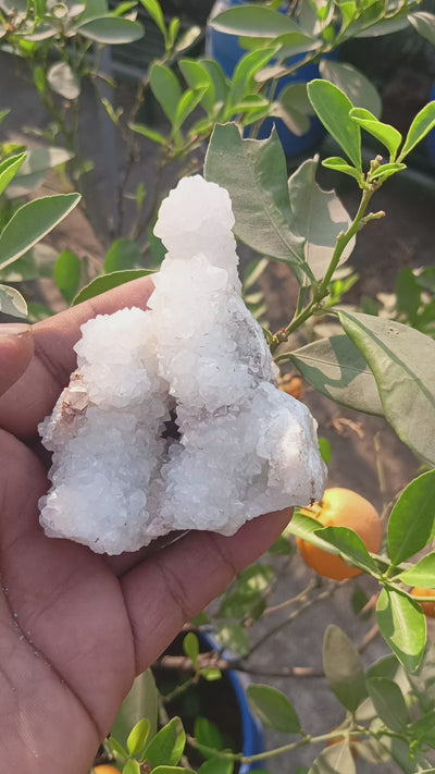 Nature's Whisper in White